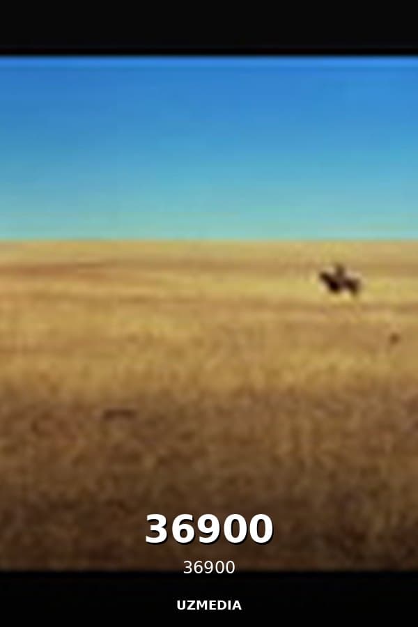 36900 — Kino 