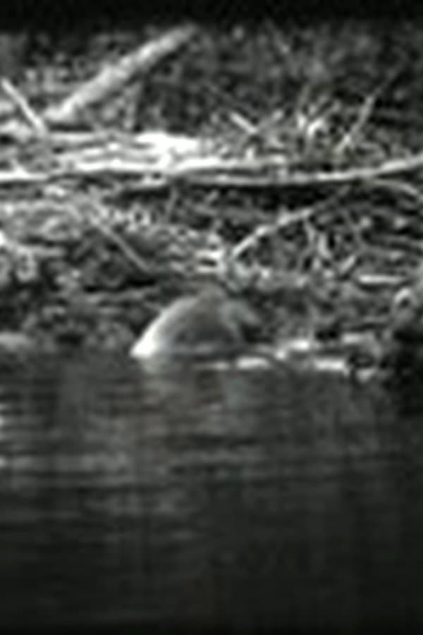 Beavers