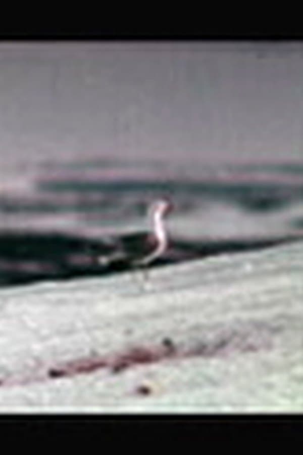Death of a Legend — Фильм 1971