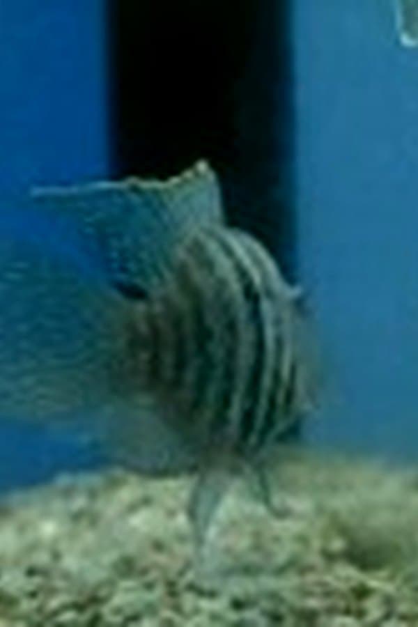 A Fish Family — Kino 1957