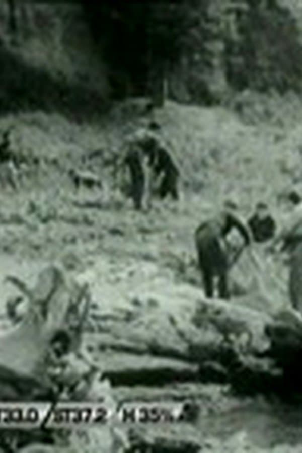 Goleta Austral — Фильм 1956
