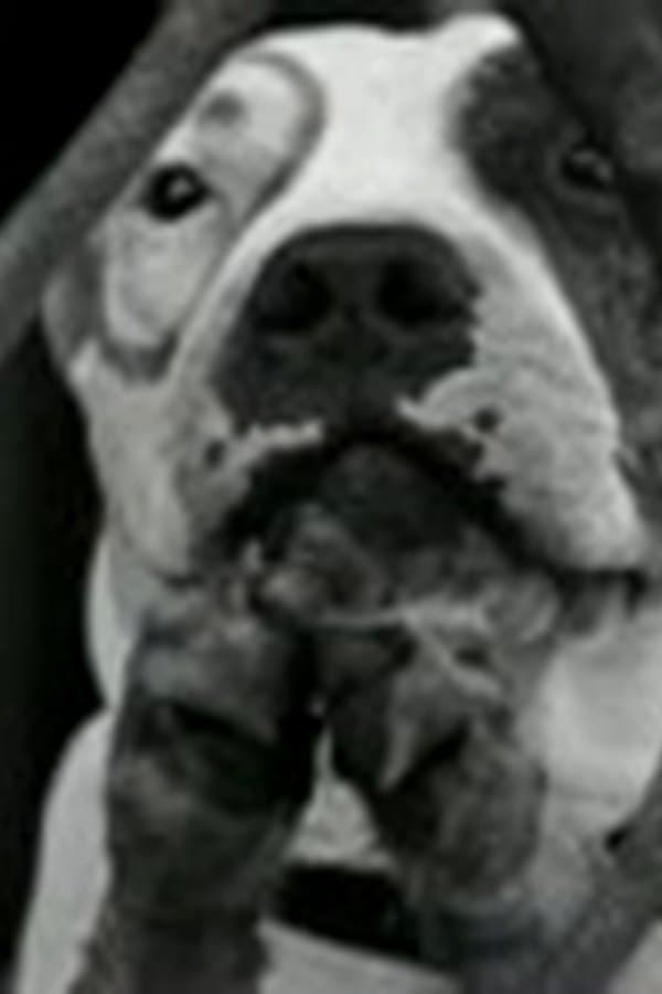 our gang silent Dog Heaven — Movie 
