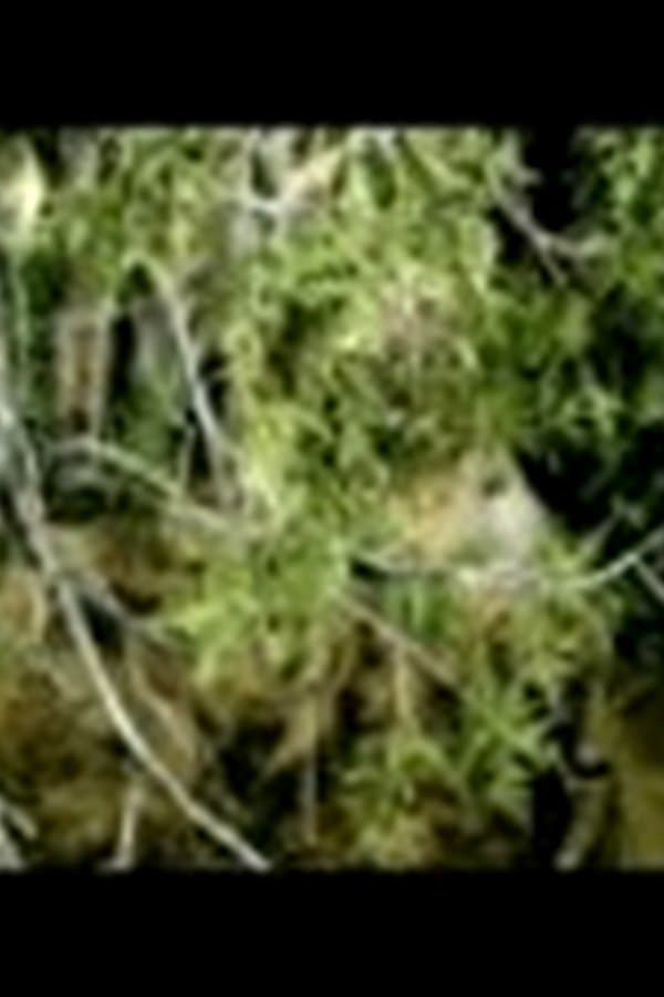 The Dead Creeper — Kino 2009