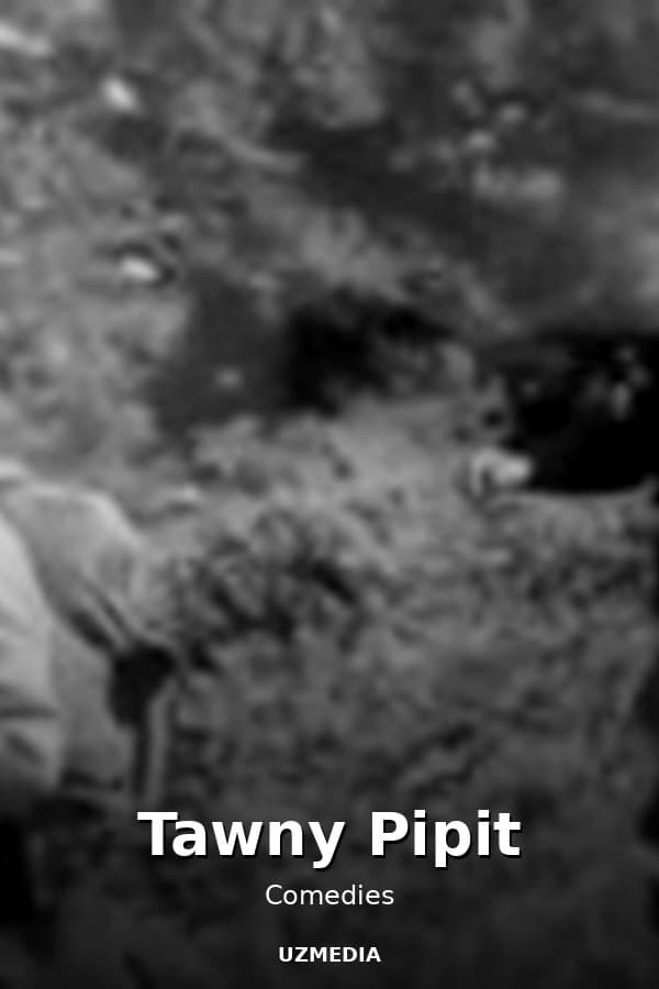Tawny Pipit — Movie 