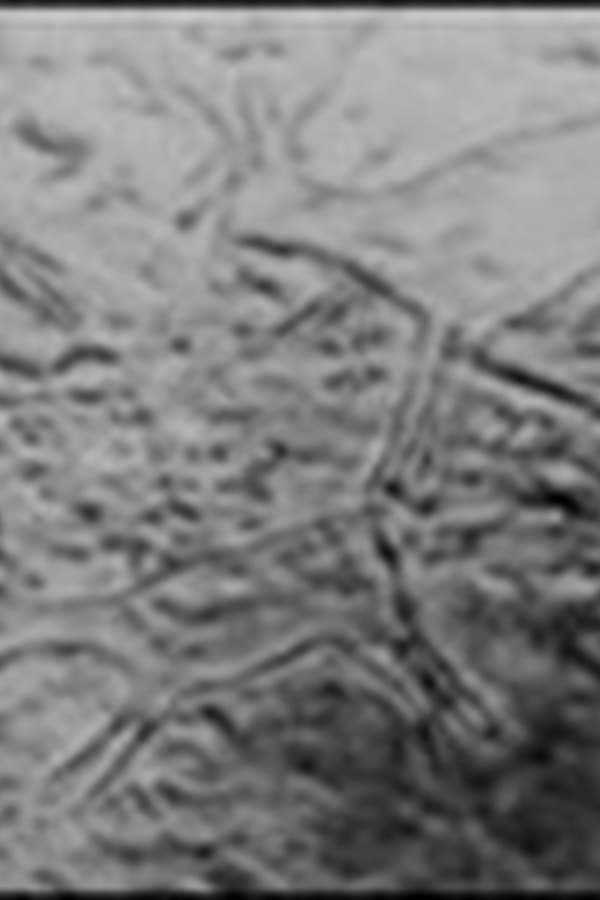 The Technique Of Fresco Painting