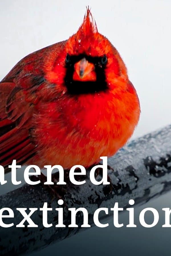 Birds - Survivalists with special powers — Movie