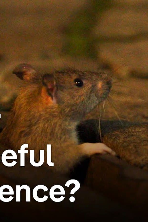 Urban rats - The unknown residents of the underworld — Movie