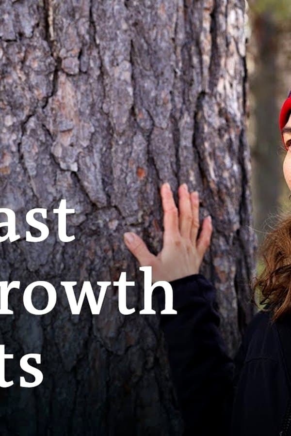 Can Lapland's primeval forests be saved? — Фильм 