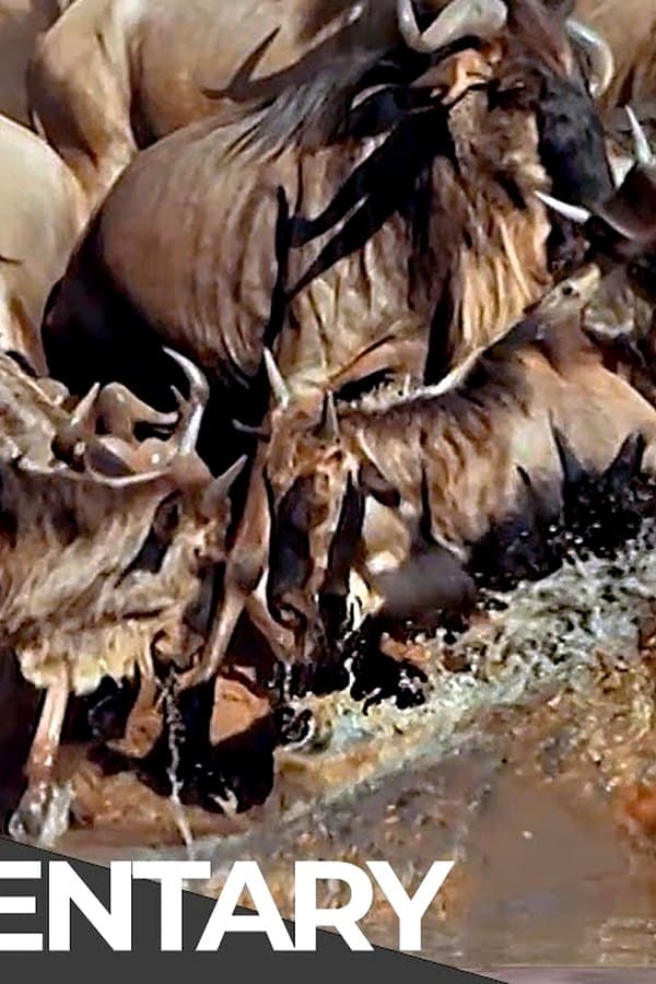 Serengeti: The Adventure — Movie