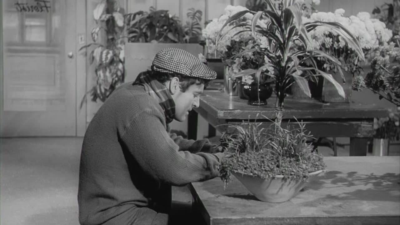 Little Shop Of Horrors-HD