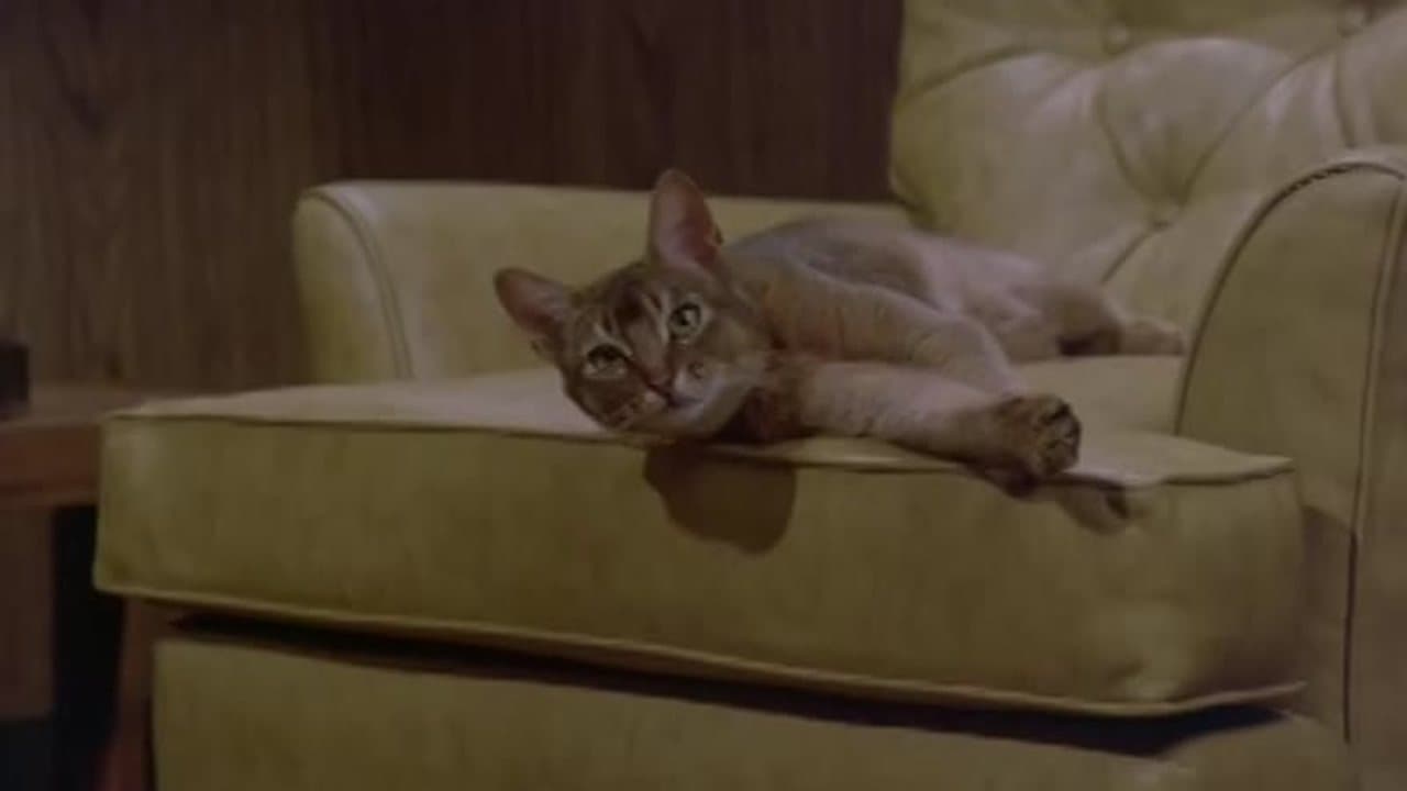 The Cat From Outer Space