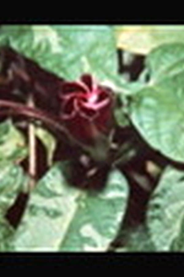From blossom to fruit — Фильм 1969