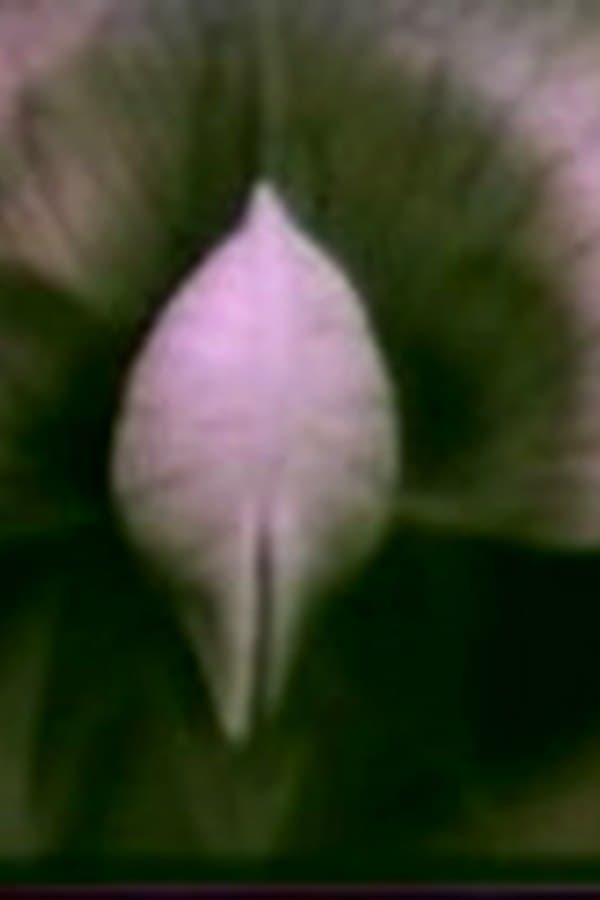 Plant Growth