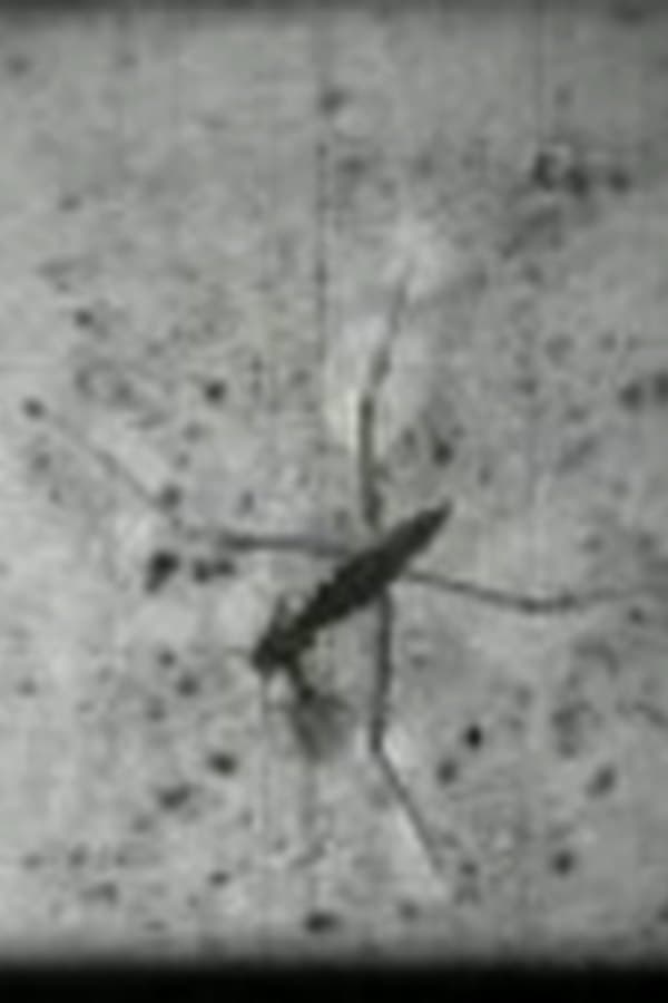 Water Insects