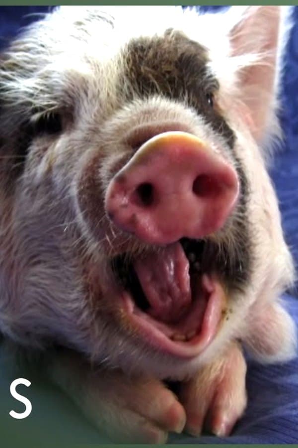 New Zealand's Happiest Pig & Other Stories (Global Documentary)