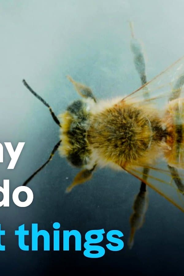 Smart insects - The astonishing intelligence of bumblebees, wasps & co — Фильм