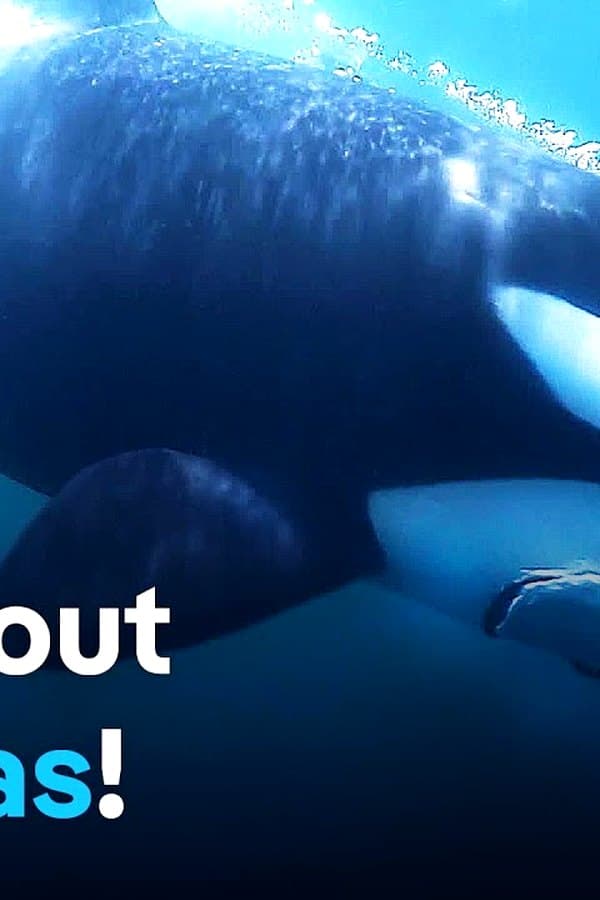 Orca interactions - Danger in the Strait of Gibraltar — Movie