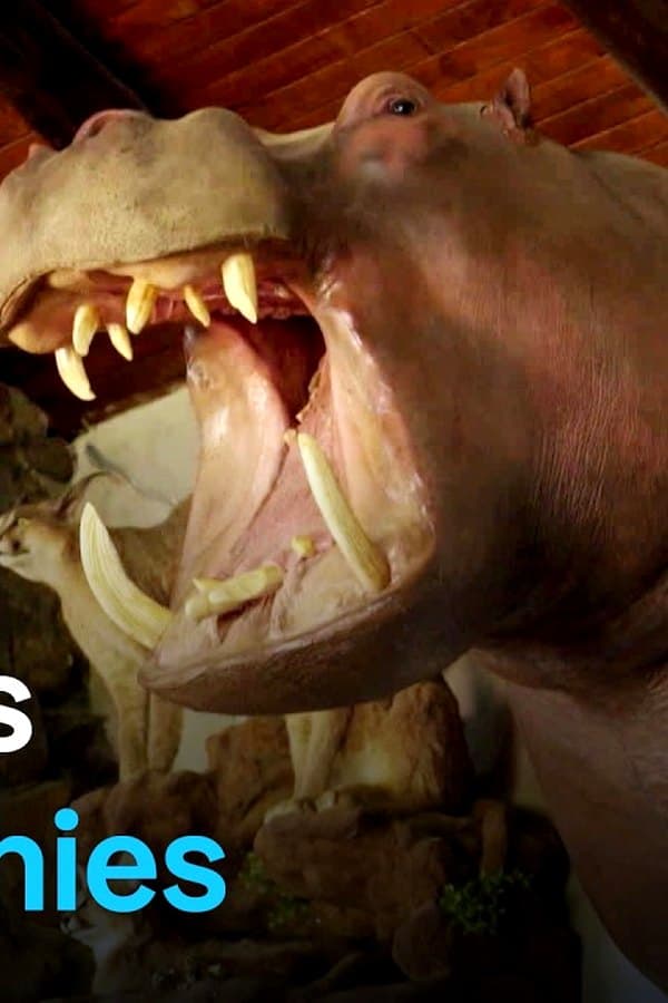 Trophy hunting: A cruel hobby or species conservation? — Movie